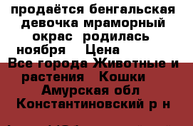 продаётся бенгальская девочка(мраморный окрас).родилась 5ноября, › Цена ­ 8 000 - Все города Животные и растения » Кошки   . Амурская обл.,Константиновский р-н